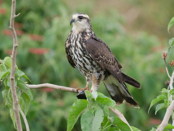Slakkenwouw (Rostrhamus sociabilis)
